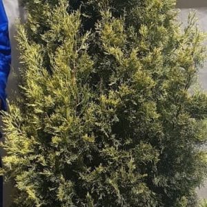 Cupressus-sempervirens-Swanes-Gold-70lt.jpg Cypress Swane's Gold 70lt