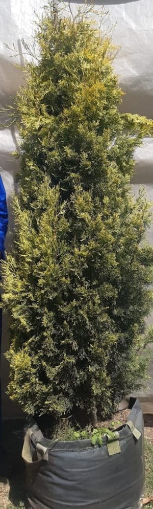 Cypress Swane's Gold 70lt