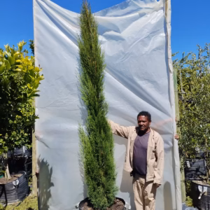 Cupressus Sempervirens Stricta 125lt Cupressus Sempervirens Stricta 125lt