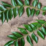 Curry Leaf Tree 7lt Pot