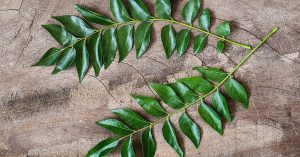 Curry Leaf Tree 7lt Pot
