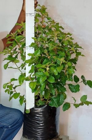 Curtisia Dentata Shrub 20lt