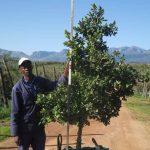 Curtisia Dentata 200lt