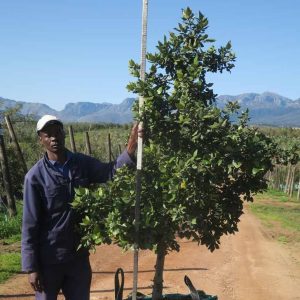 Curtisia Dentata 200lt