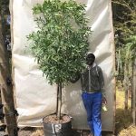 Cussonia Spicata 70lt