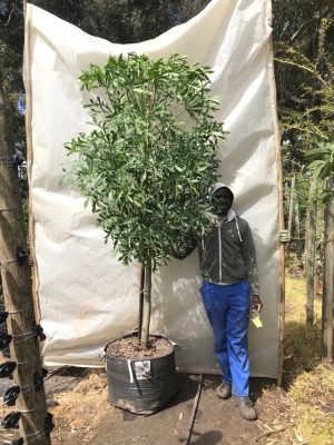 Cussonia Spicata 70lt