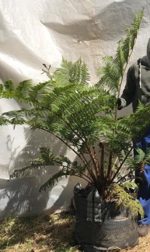 Cyathea Australis 70lt Tree