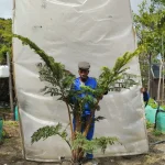 Cyathea Brownii 70lt