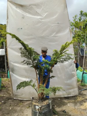 Cyathea Brownii 70lt