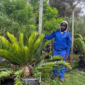 Cycad-125lt-RH.webp Cycad 125lt Tree