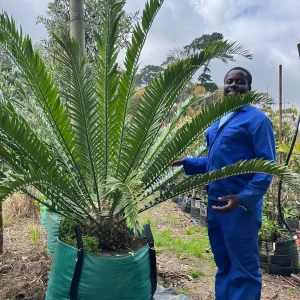 Cycad-250lt-RH-1.webp Cycad Tree 250lt