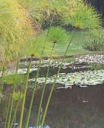 Cyperus Papyrus 20lt