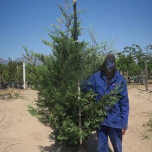 Cypress Leylandii 100lt Cupressus Leylandii 100lt