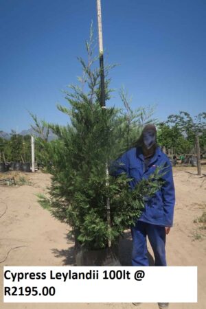 Cupressus Leylandii 100lt