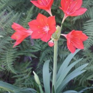 Cyrtanthus Elatus (George Lily) 4lt