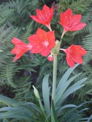 Cyrtanthus Elatus (George Lily) 4lt