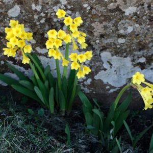 Cyrtanthus Flanaganii 4lt