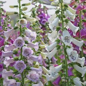 Digitalis Camelot 19cm Pot