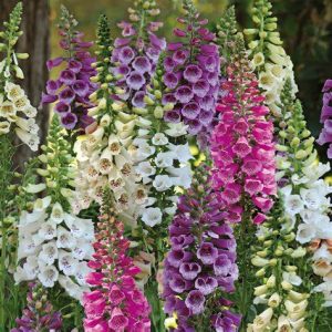 Digitalis Dalmation 19cm Pot