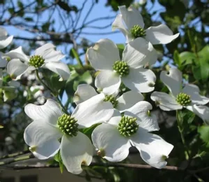 Dogwood White Tree 25lt