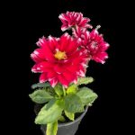 Dahlia Various 14cm Pot