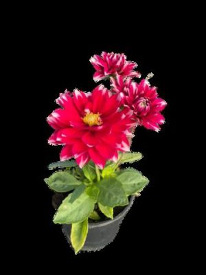 Dahlia Various 14cm Pot
