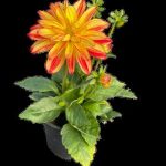 Dahlia Various 14cm Pot