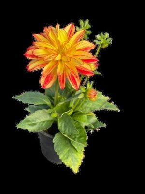Dahlia Various 14cm Pot