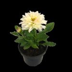 Dahlia Various 14cm Pot