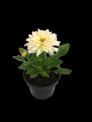 Dahlia Various 14cm Pot