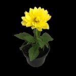 Dahlia Various 14cm Pot