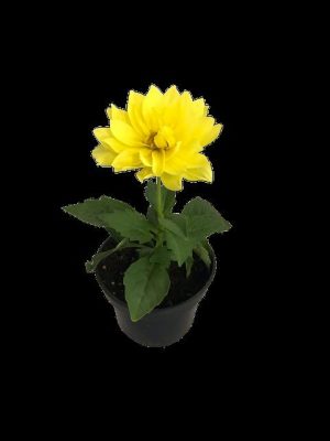Dahlia Various 14cm Pot