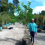 Dais-cotinifolia-70lt-G.webp PomPom Tree 70lt