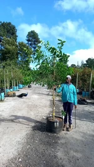 Dais-cotinifolia-70lt-G.webp PomPom Tree 70lt
