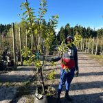 Dais-cotinifolia-70lt-pompom-tree-pom-pom-tree.jpg PomPom Tree 70lt