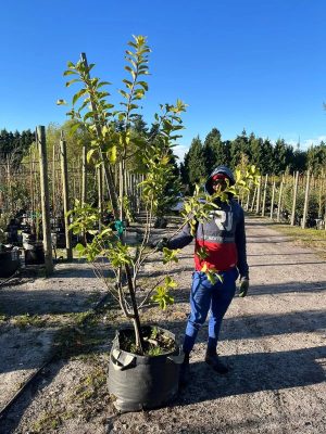 Dais-cotinifolia-70lt-pompom-tree-pom-pom-tree.jpg PomPom Tree 70lt