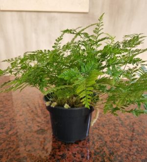 Davallia Fejeensis 14cm Pot