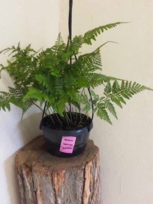 Rabbits Foot Fern H/B