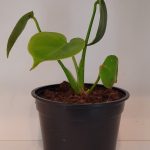 Delicious Monster 12cm Pot