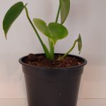 Delicious Monster 12cm Pot