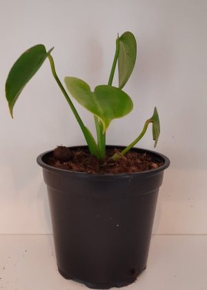 Delicious Monster 12cm Pot