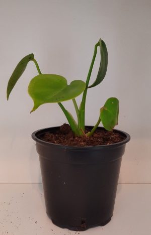 Delicious Monster 12cm Pot