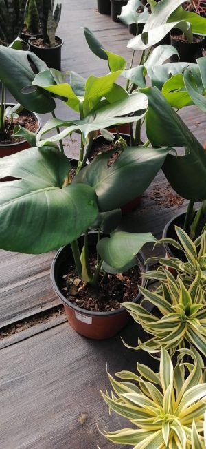 Delicious Monster 15cm Pot
