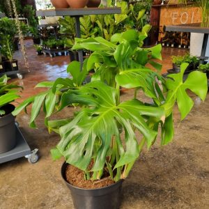 Delicious-Monster-30cm-Pot.jpeg Delicious Monster 30cm Pot