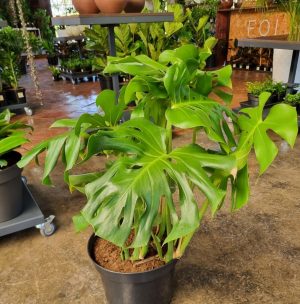 Delicious Monster 30cm Pot