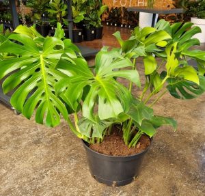 Delicious Monster 40cm Pot