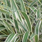 Dianella Variegata 4lt