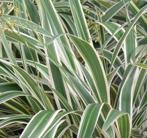 Dianella Variegata 4lt
