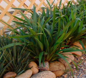 Dianella "Tazz Red" 10lt