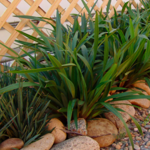 Dianella_Taz_Red.png Dianella "Tazz Red" 10lt